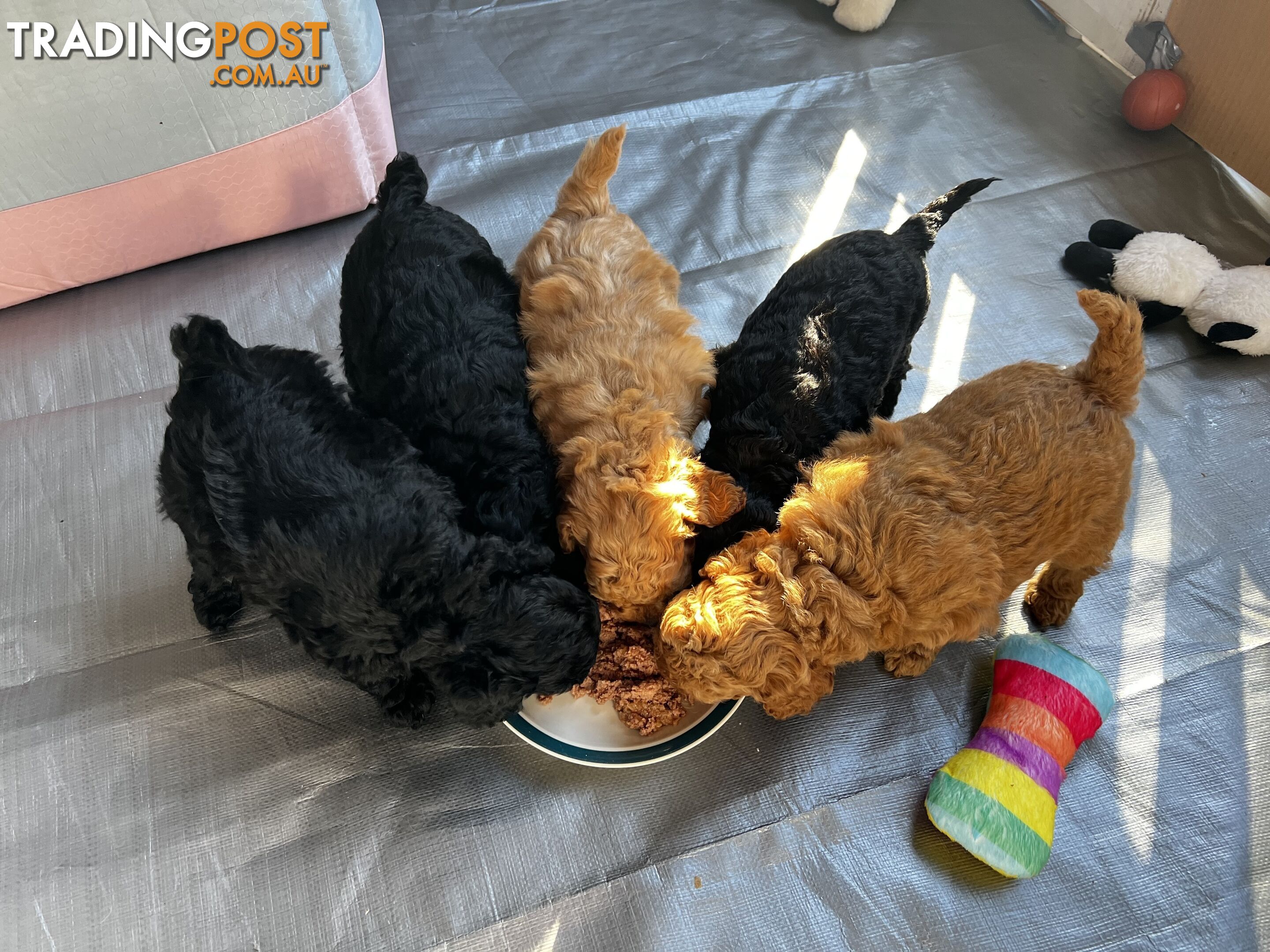 Toy poodle purebred puppies for sale