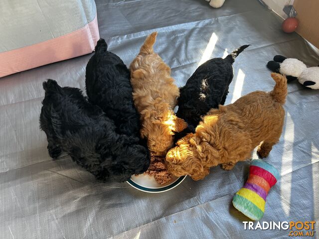 Toy poodle purebred puppies for sale