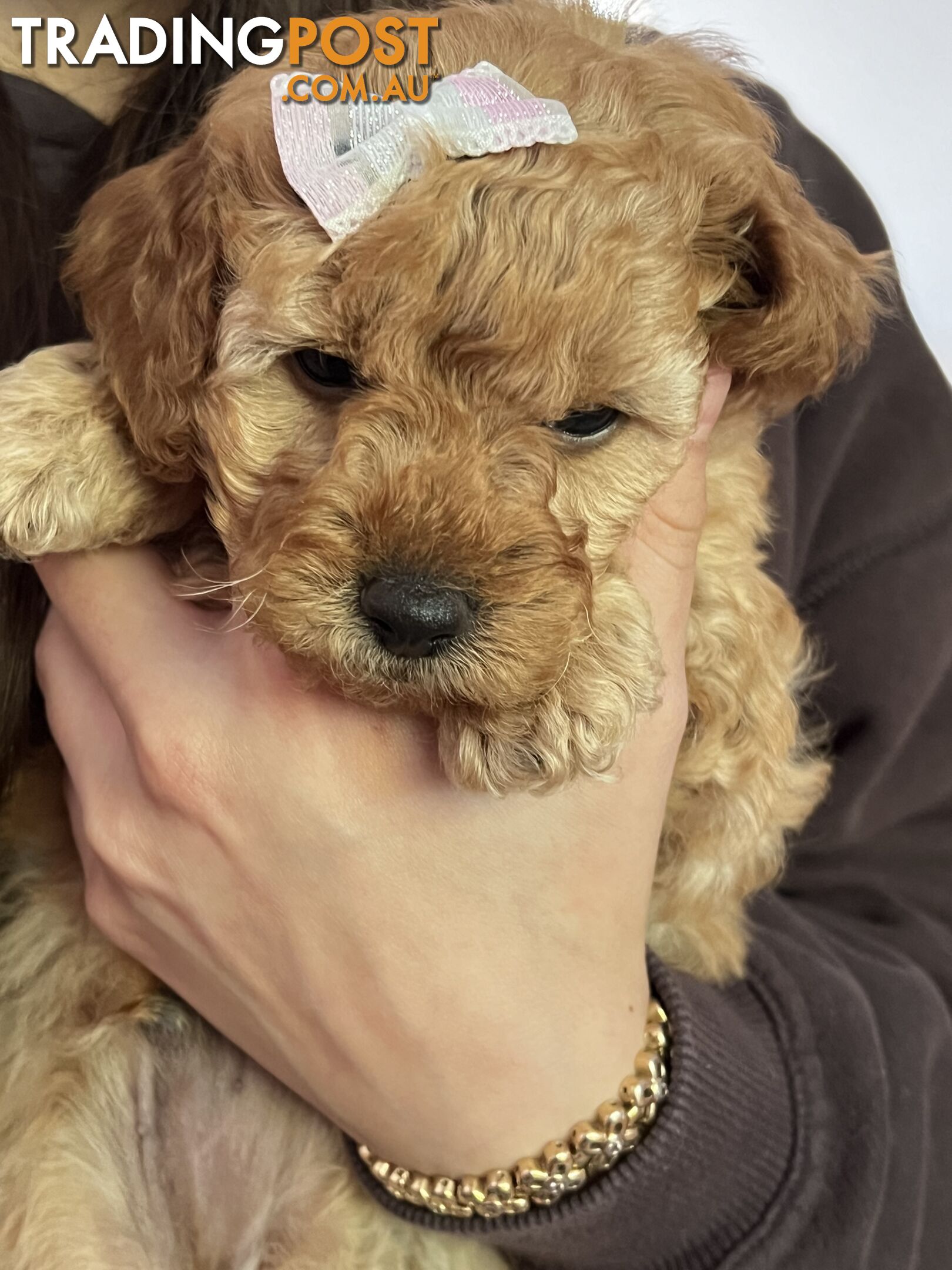 Toy poodle purebred puppies for sale