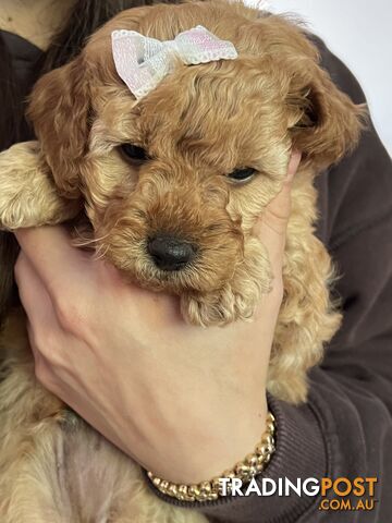 Toy poodle purebred puppies for sale