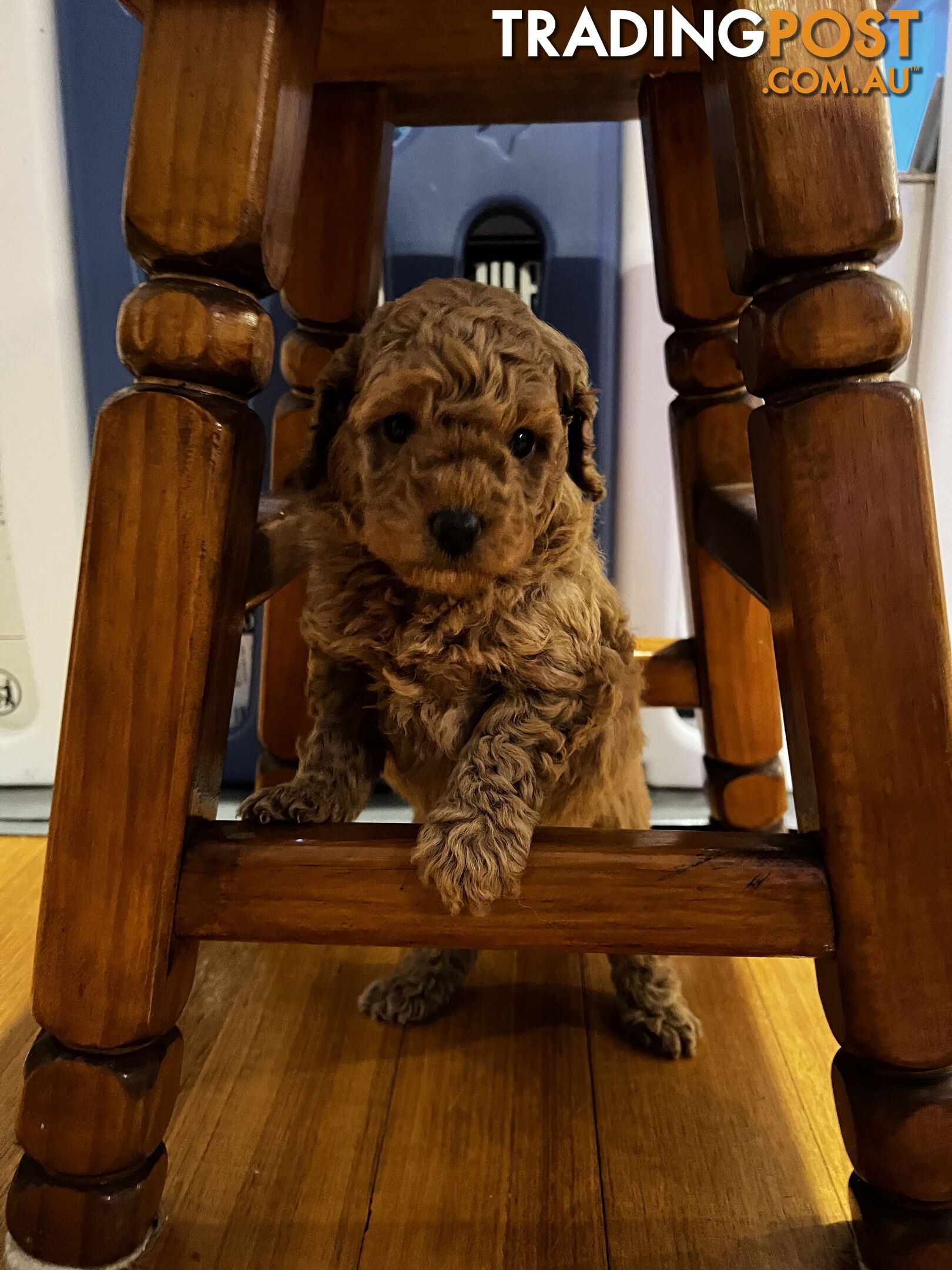 Toy poodle purebred puppies for sale