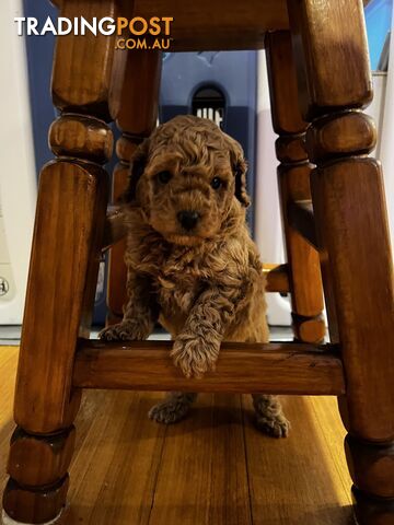 Toy poodle purebred puppies for sale