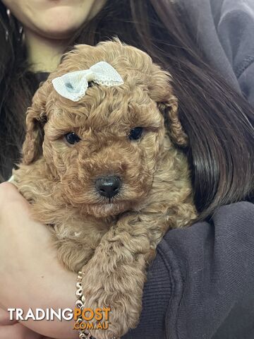 Toy poodle purebred puppies for sale