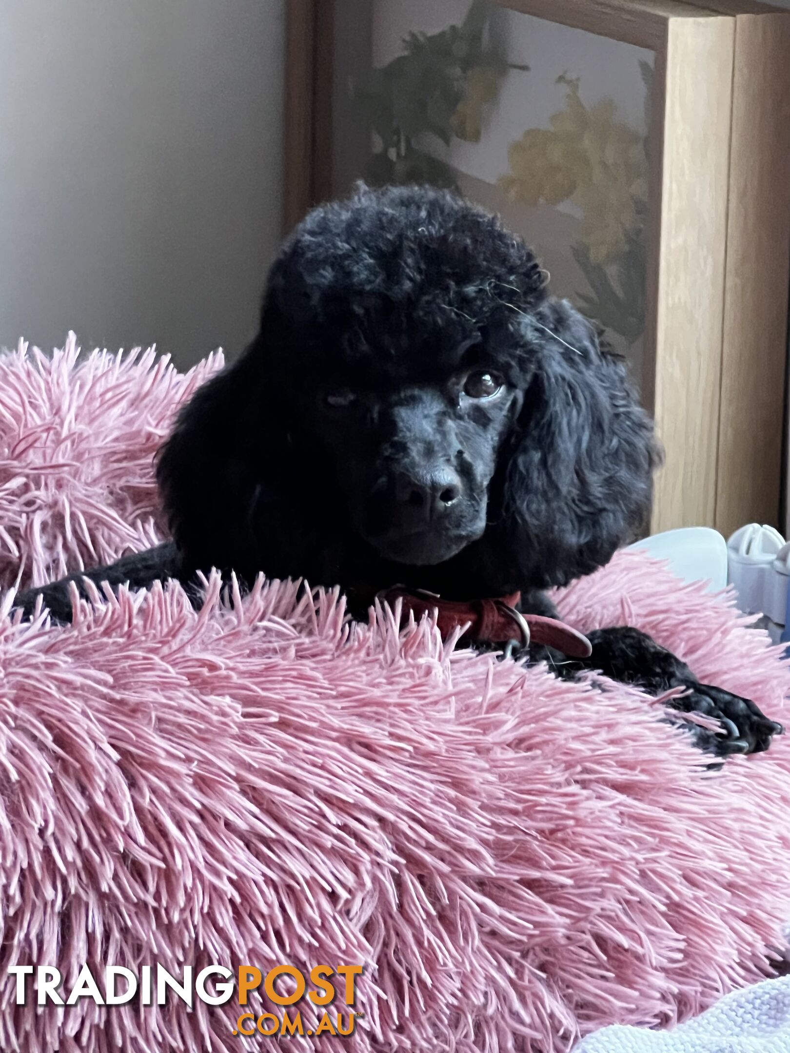 Toy poodle purebred puppies for sale