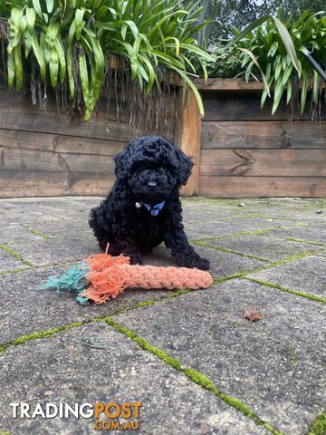 Toy poodle purebred puppies for sale