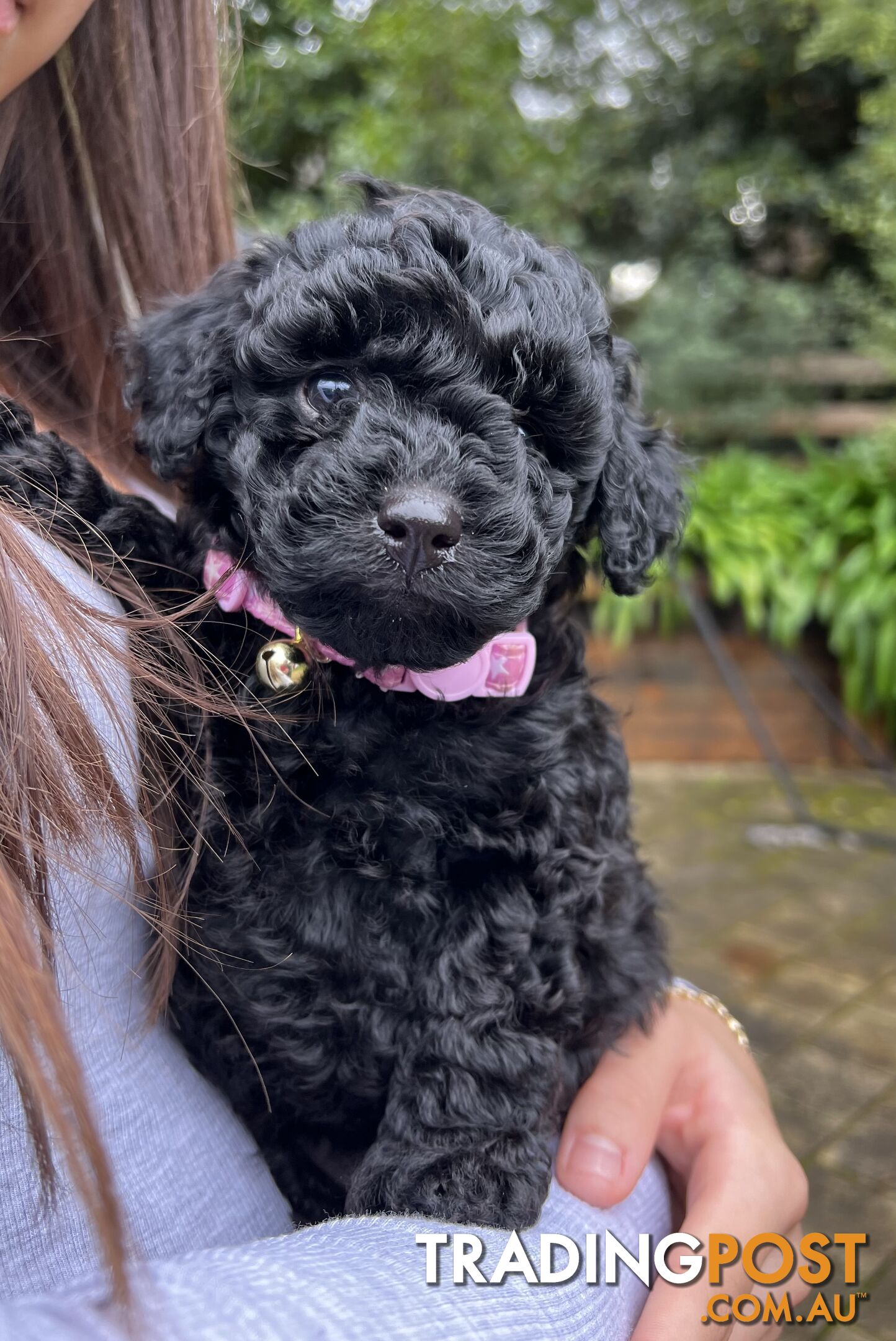 Toy poodle purebred puppies for sale