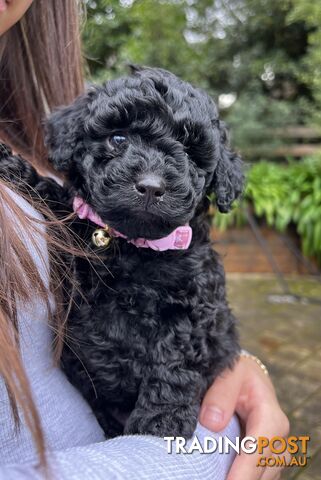 Toy poodle purebred puppies for sale