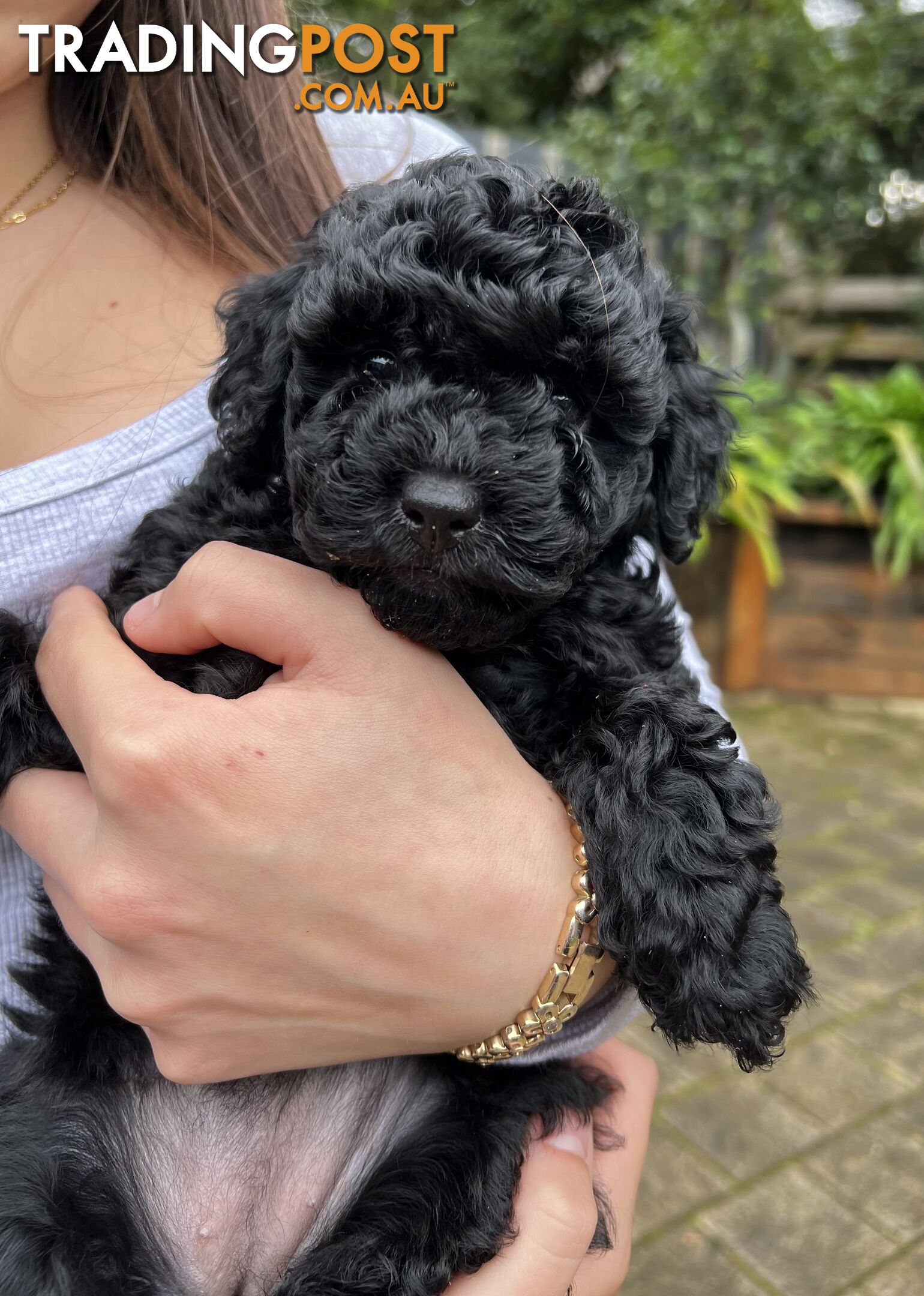 Toy poodle purebred puppies for sale