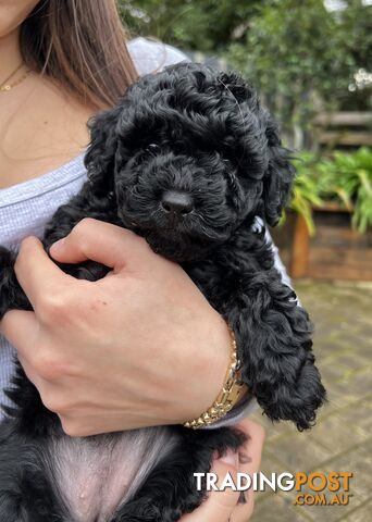 Toy poodle purebred puppies for sale