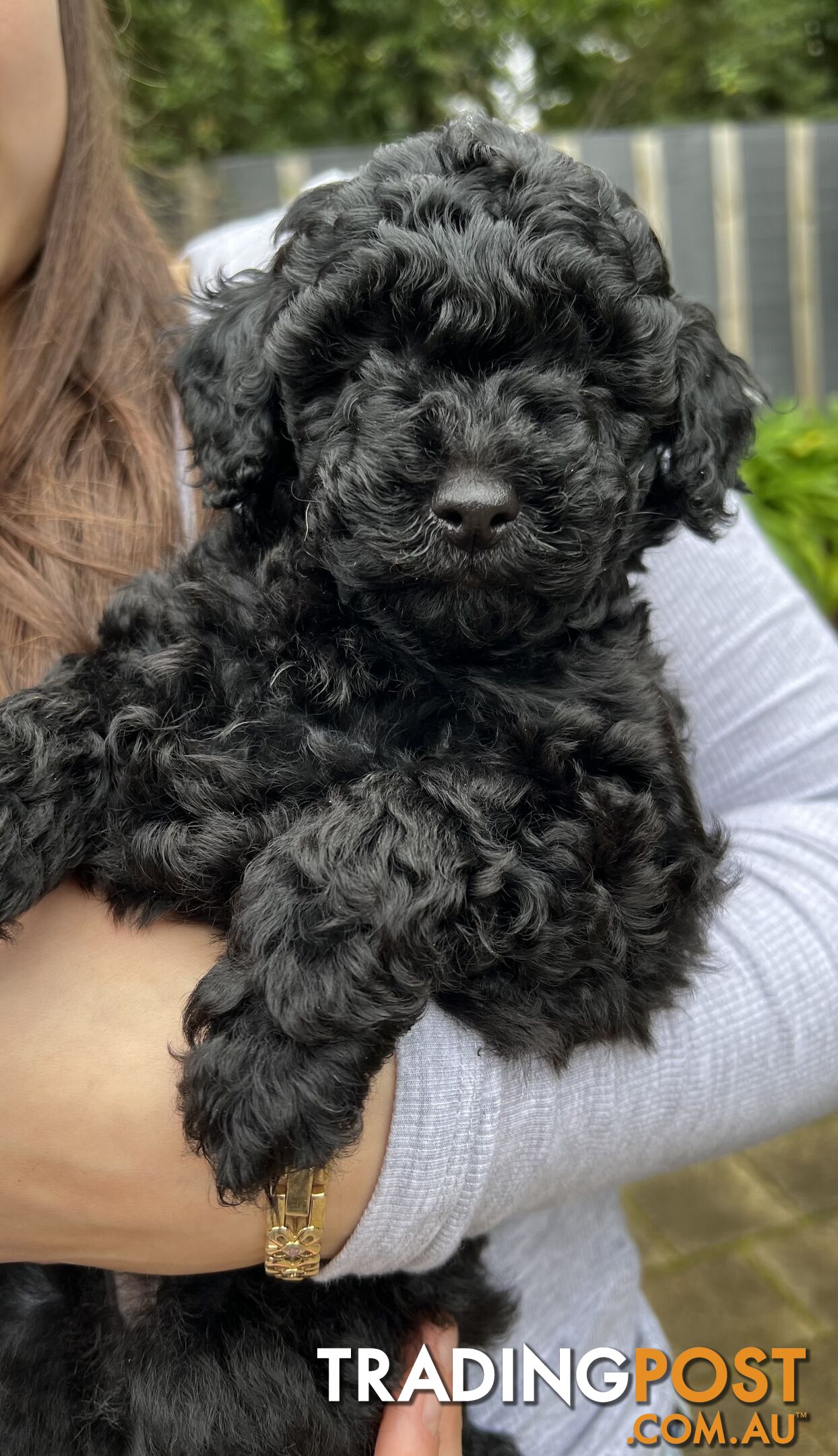 Toy poodle purebred puppies for sale