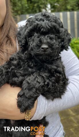 Toy poodle purebred puppies for sale