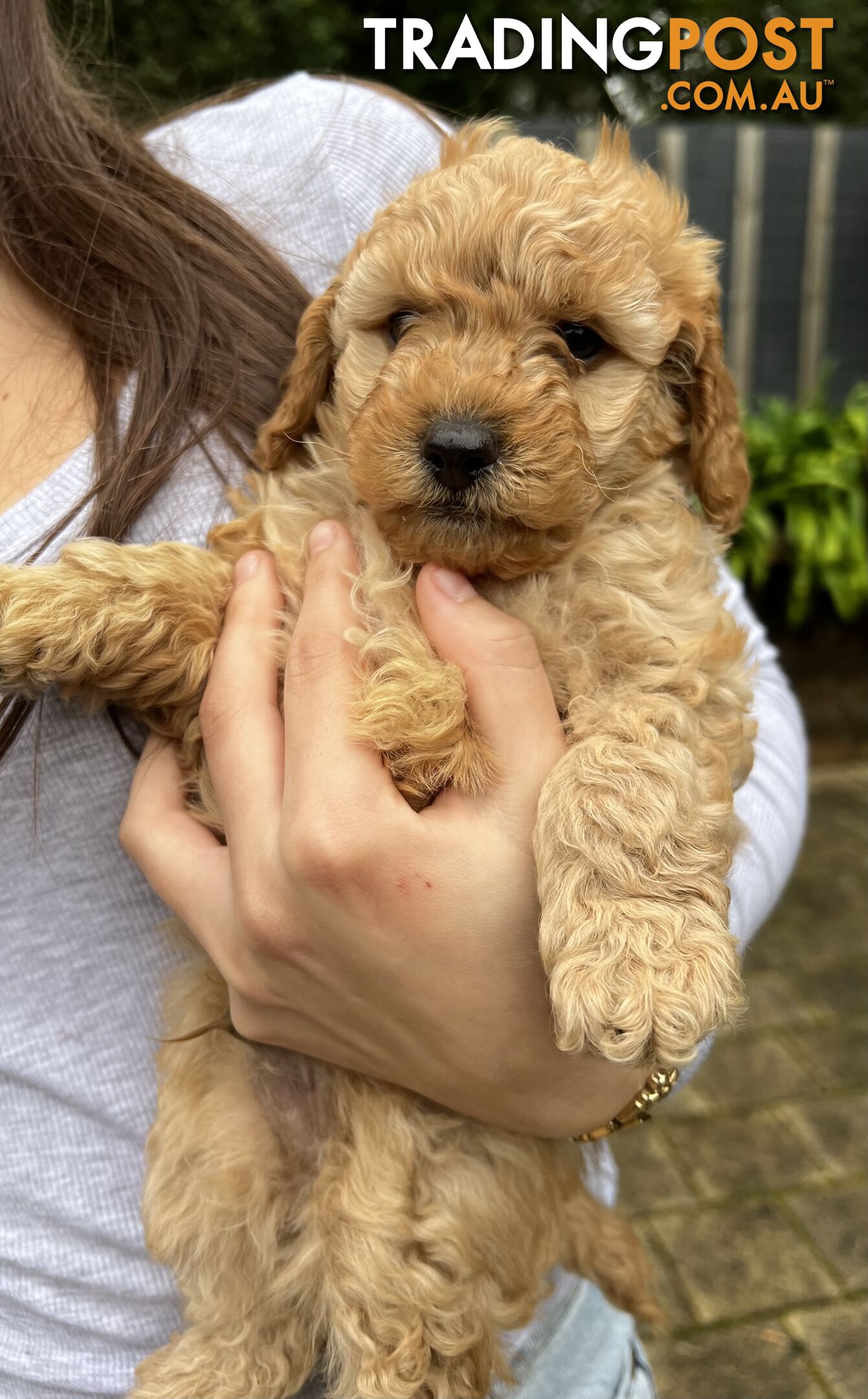 Toy poodle purebred puppies for sale