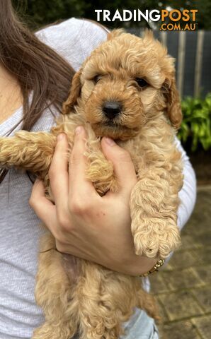 Toy poodle purebred puppies for sale