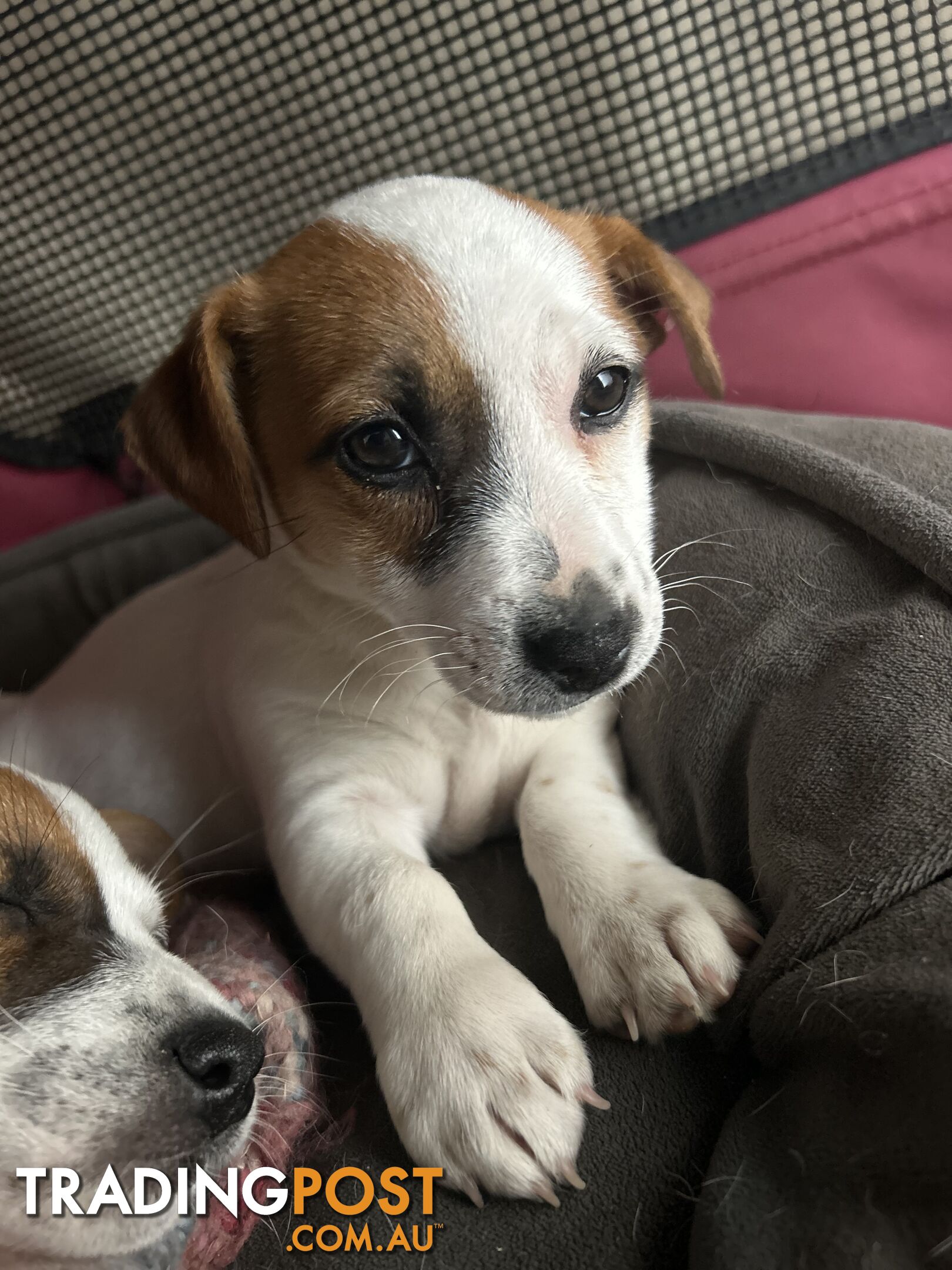 Jack Russell Pups