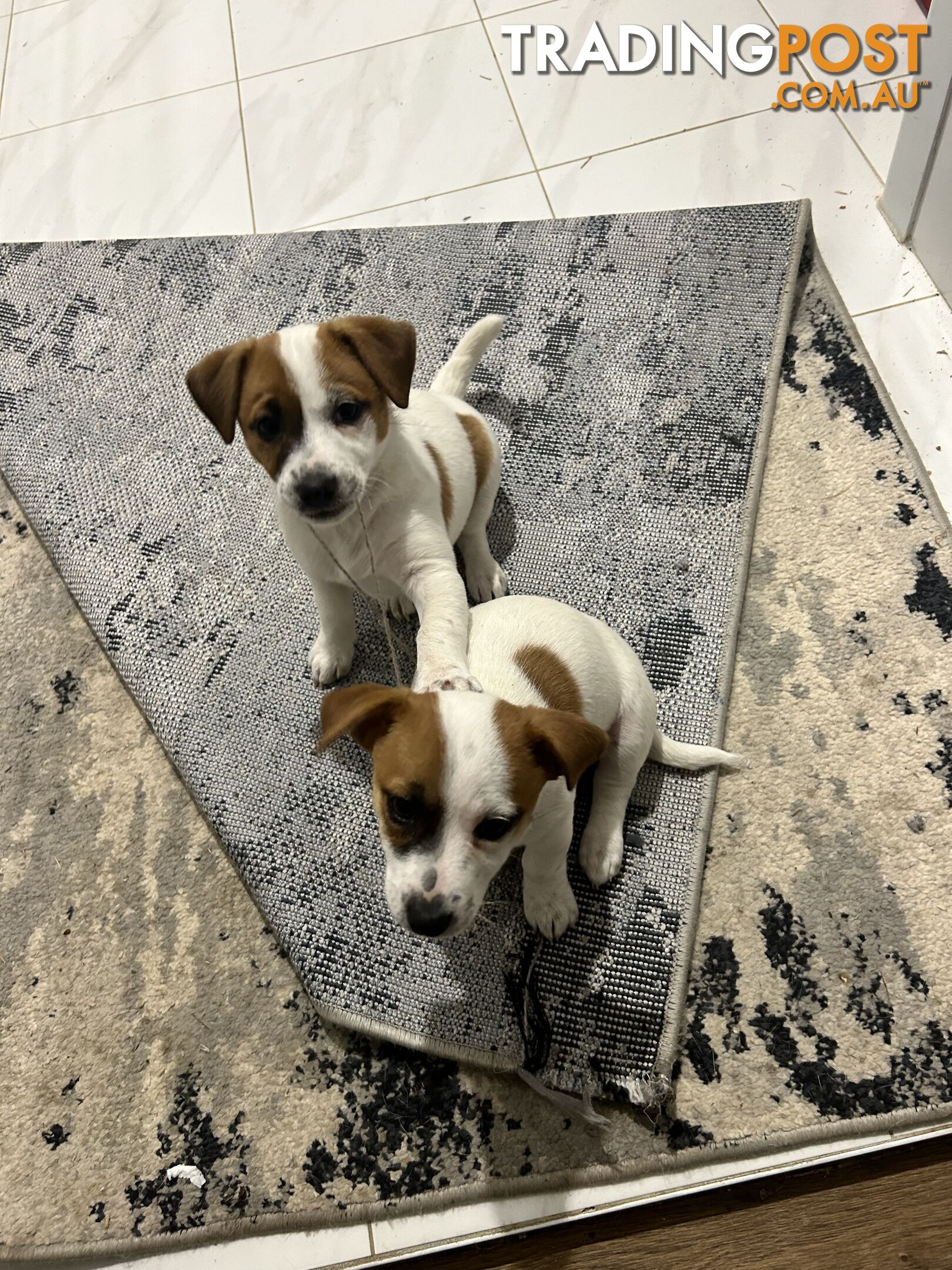 Jack Russell Pups