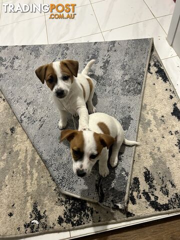 Jack Russell Pups