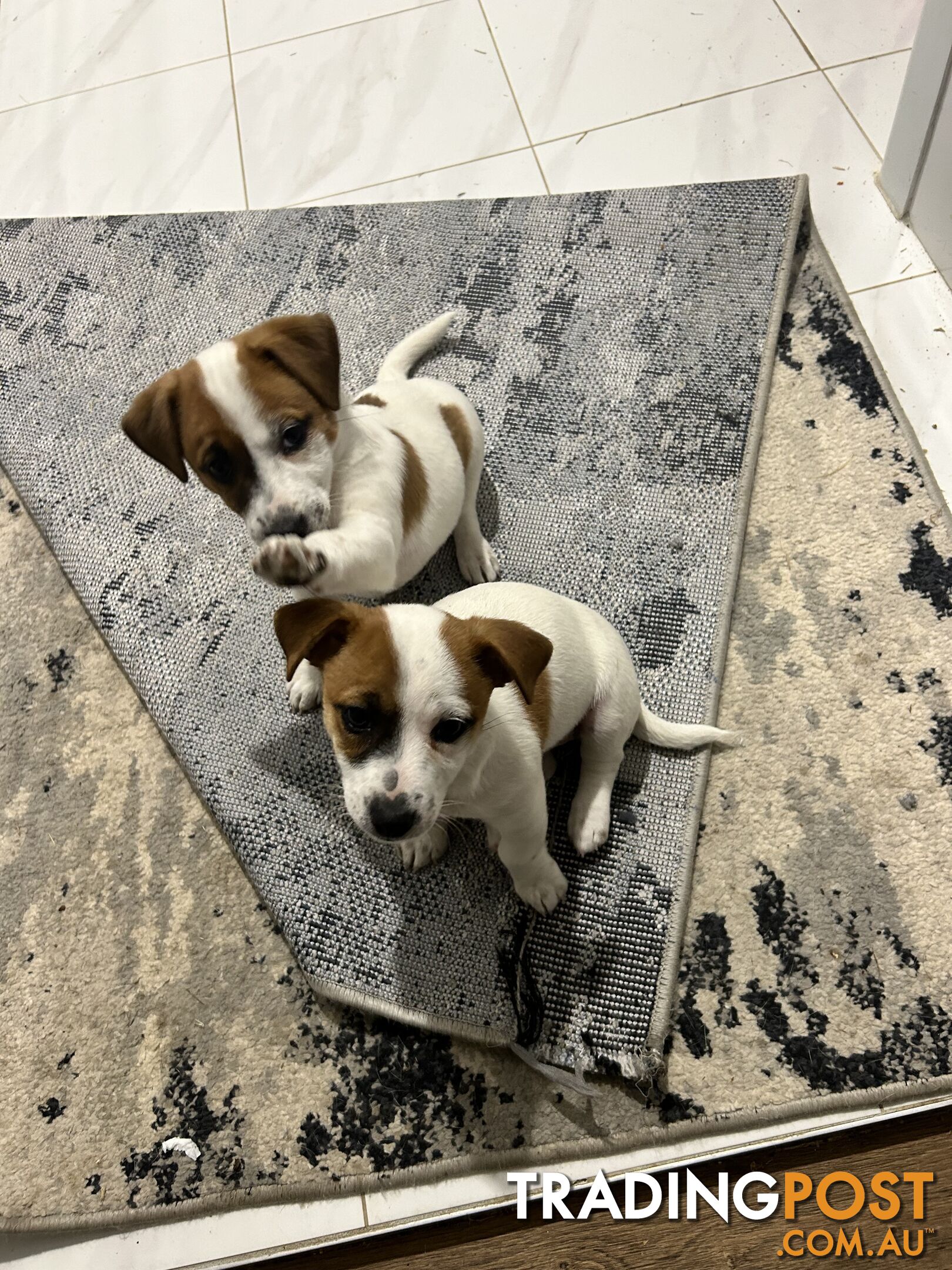 Jack Russell Pups