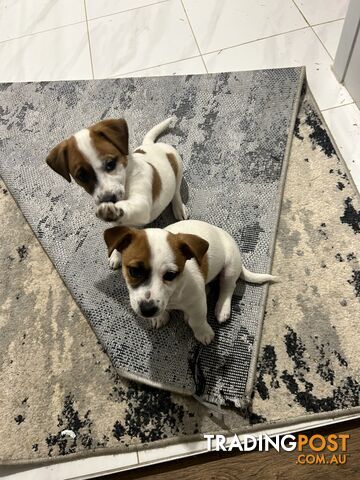 Jack Russell Pups