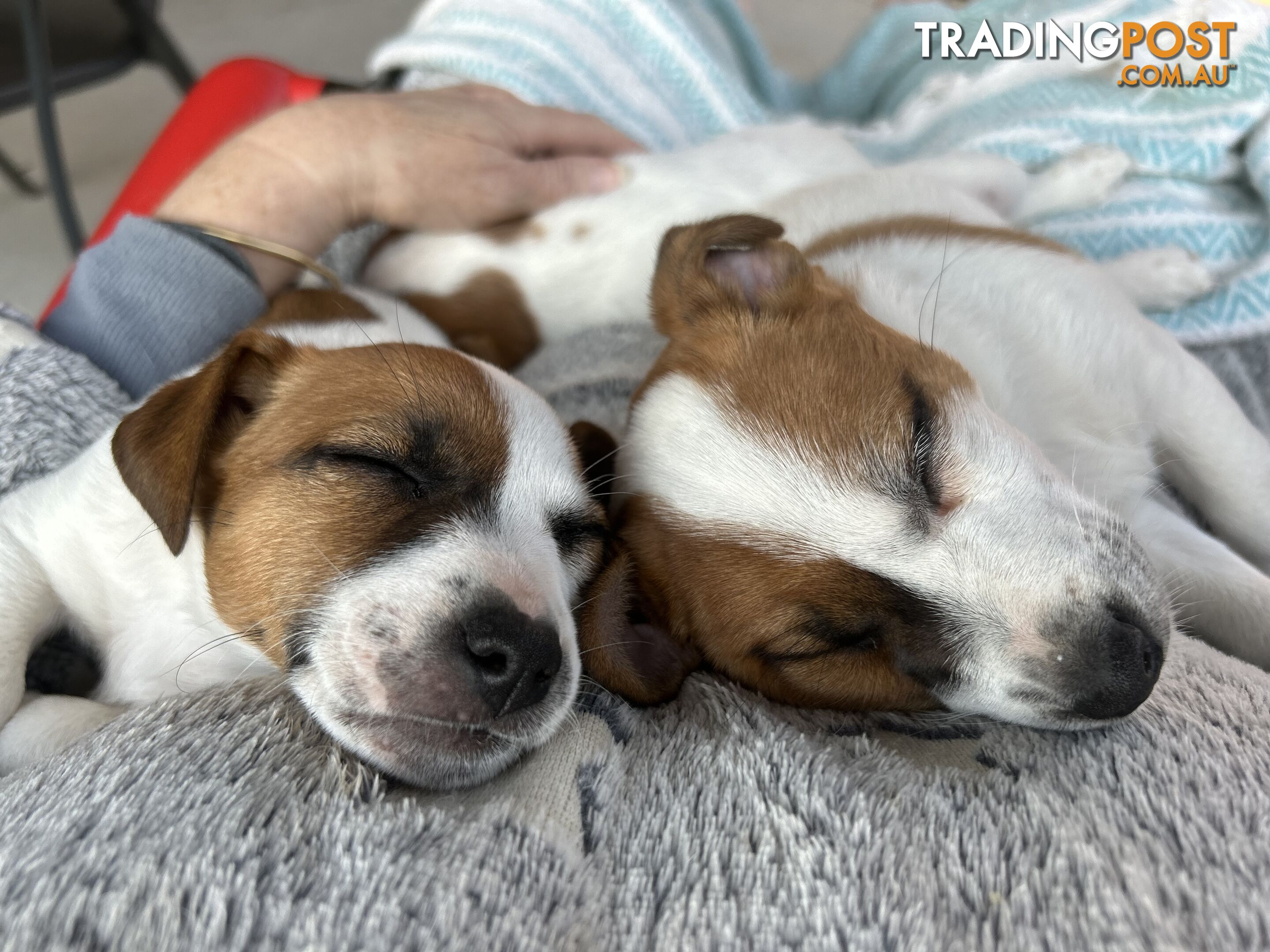 Jack Russell Pups