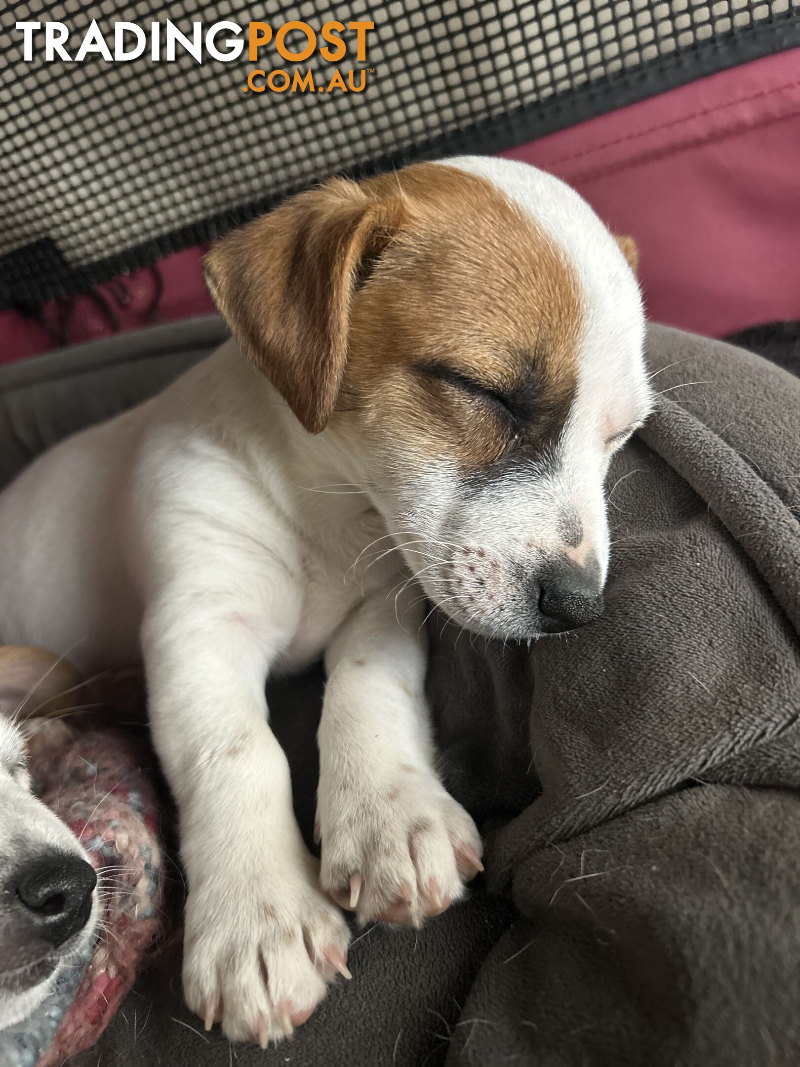 Jack Russell Pups