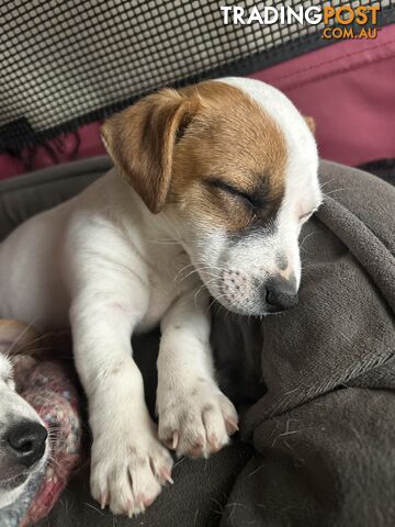 Jack Russell Pups