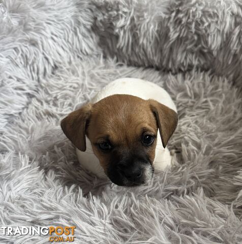 Jack Russell x puppies