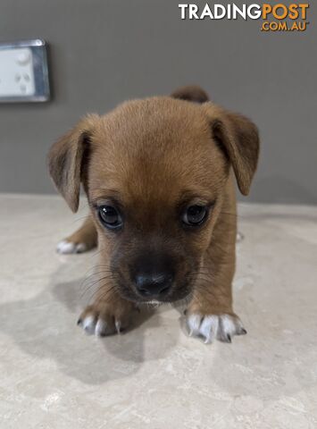 Jack Russell x puppies