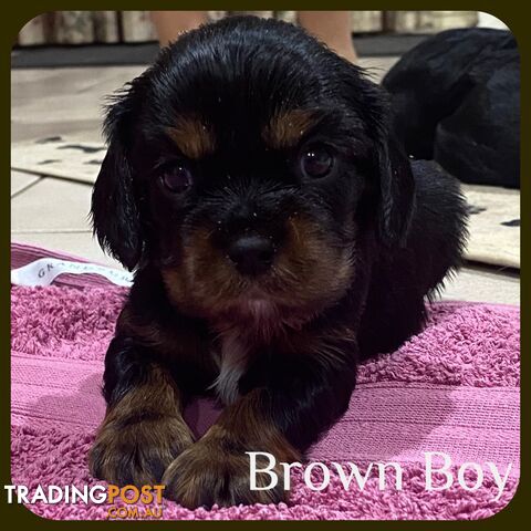 Purebred Choc Carrying Cavalier King Charles