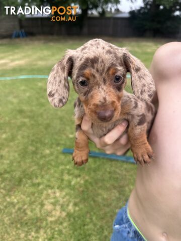 Mini Dachshund Pups 4 Sale