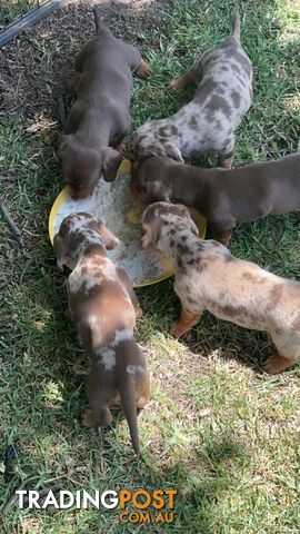 Mini Dachshund Pups 4 Sale