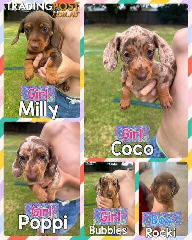 Mini Dachshund Pups 4 Sale