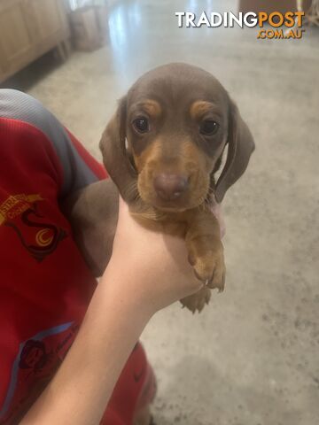 Mini Dachshund Pups 4 Sale