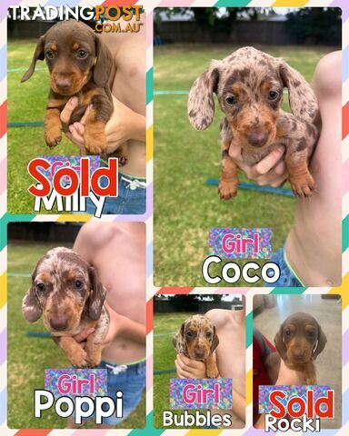 Mini Dachshund Pups 4 Sale