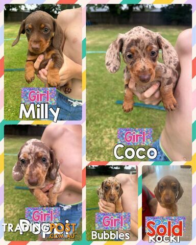 Mini Dachshund Pups 4 Sale