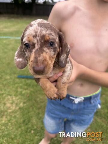 Mini Dachshund Pups 4 Sale