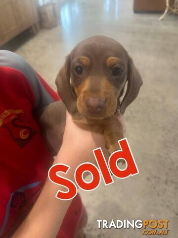 Mini Dachshund Pups 4 Sale