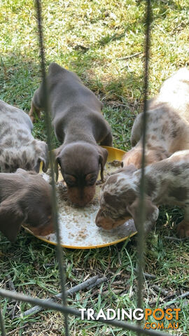 Mini Dachshund Pups 4 Sale