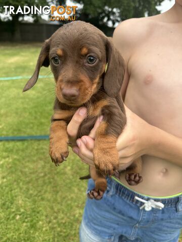 Mini Dachshund Pups 4 Sale