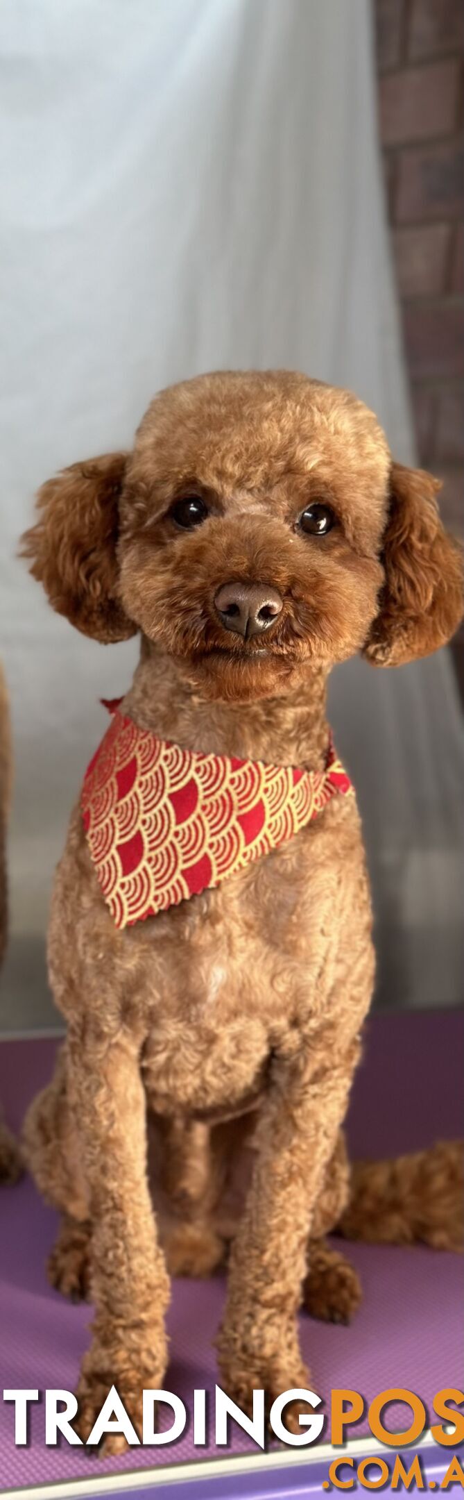 Gorgeous toy poodle dog