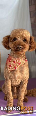 Gorgeous toy poodle dog