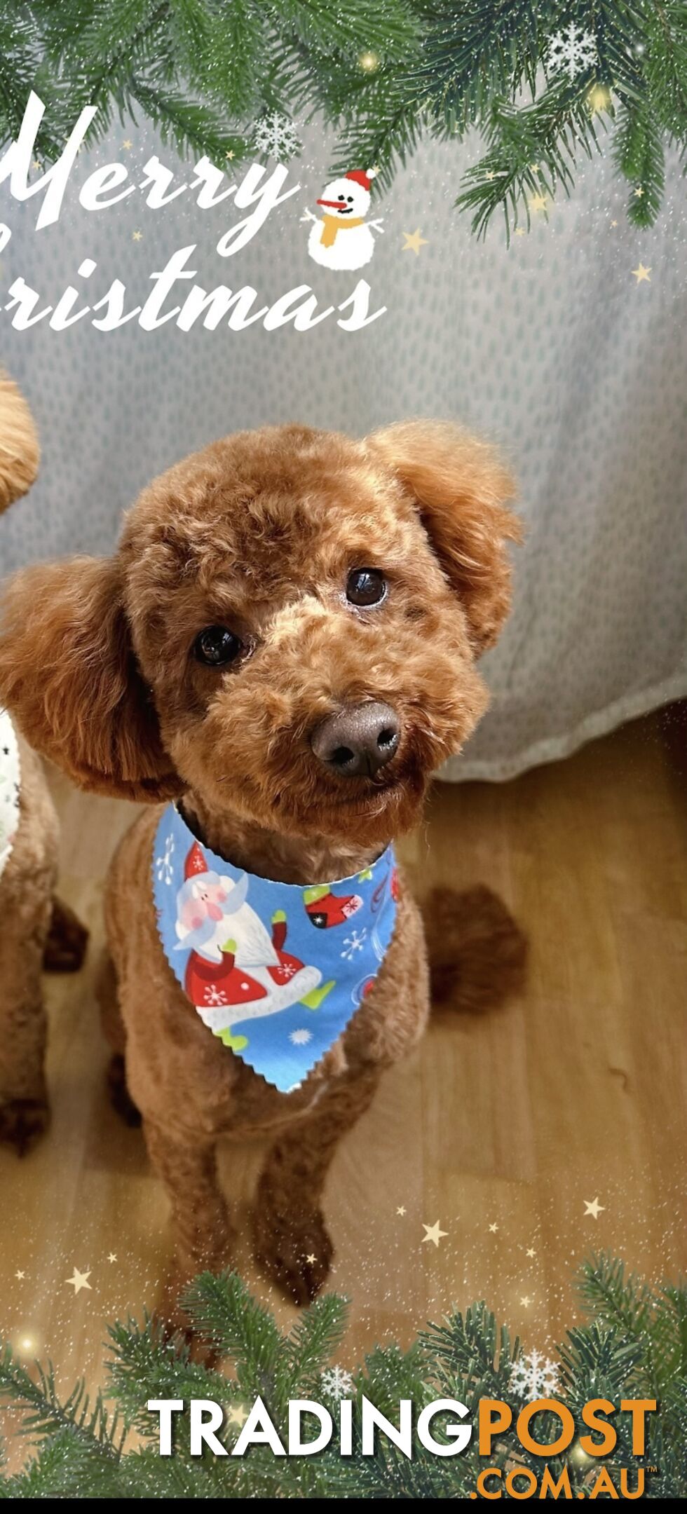 Gorgeous toy poodle dog