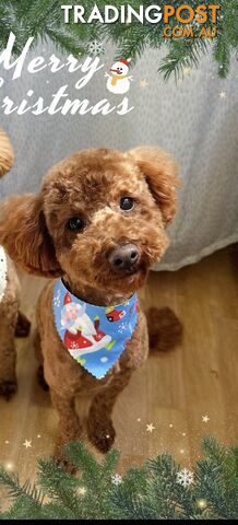 Gorgeous toy poodle dog