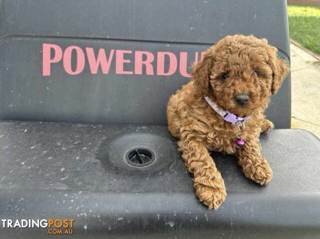 Gorgeous toy cavoodle puppy