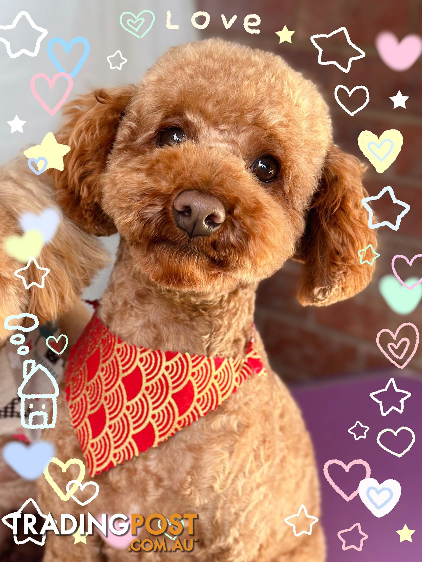 Gorgeous toy poodle dog