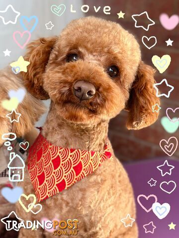 Gorgeous toy poodle dog