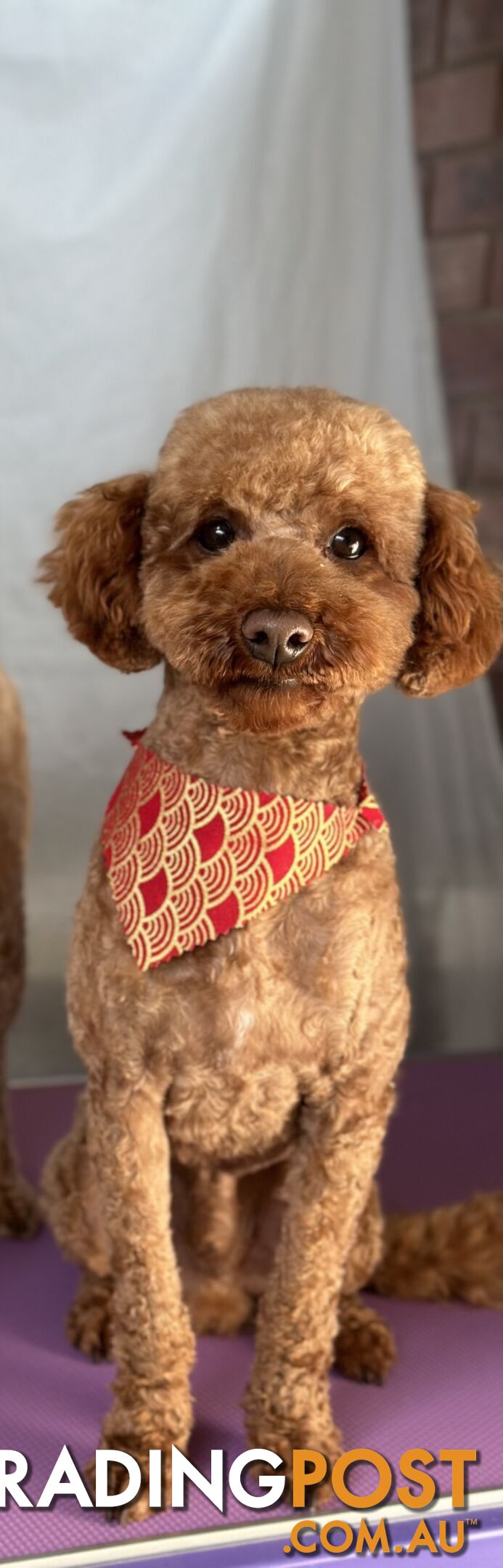 Gorgeous toy poodle dog