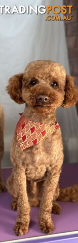 Gorgeous toy poodle dog