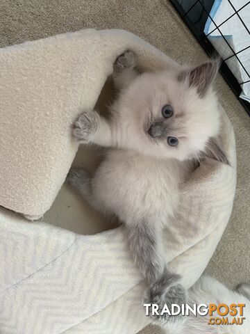 British longhair/ragdolls kittens