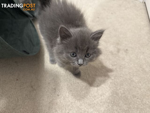 British longhair/ragdolls kittens