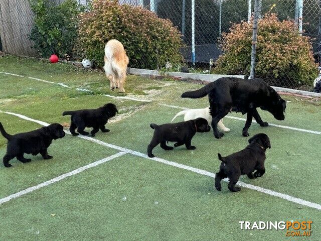 Golden Retriever x Labrador Retriever puppies for sale